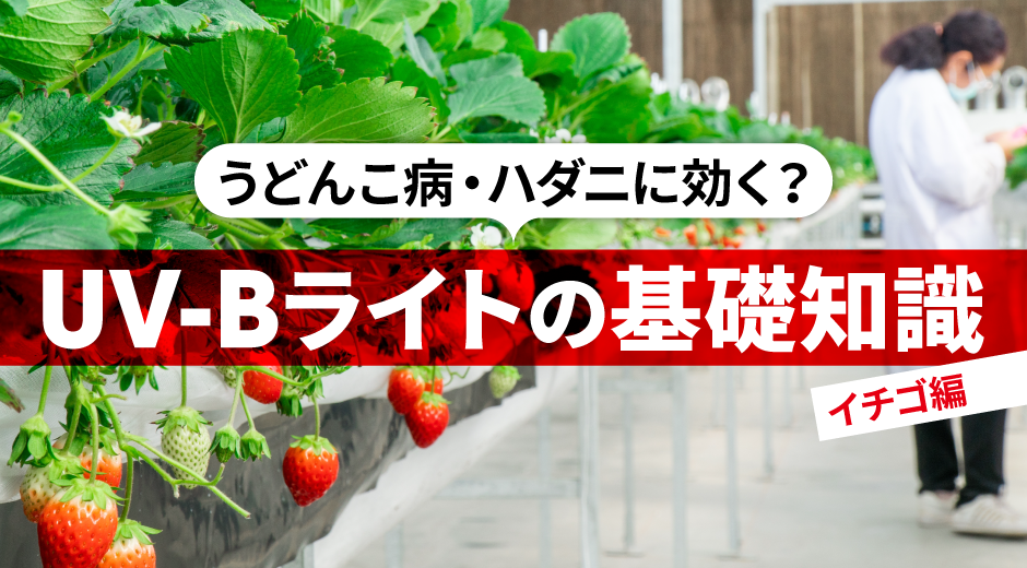 UV-B ライトの基礎知識