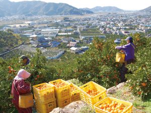 農家の6次化成功事例！ 和歌山で生まれた「高級みかんジュース」