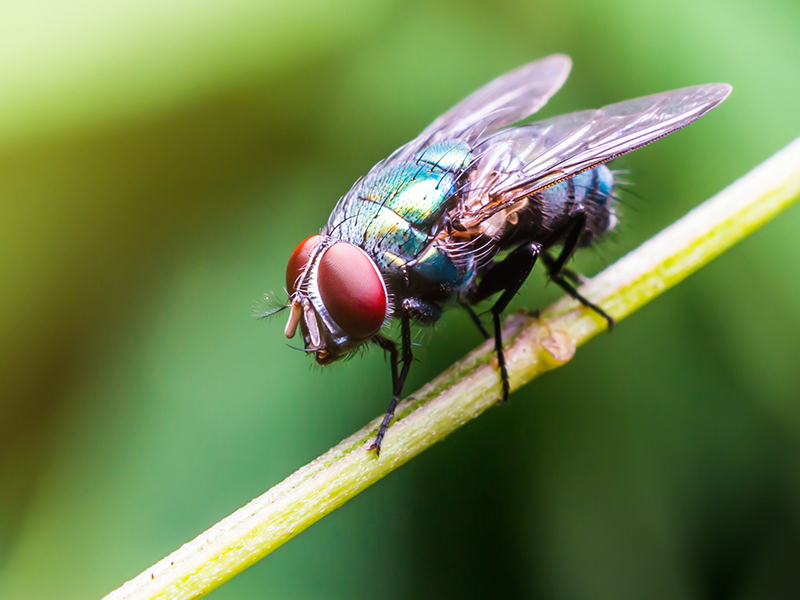 ハエから生まれた新肥料が農業界に激震を起こす Agri Journal