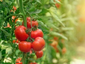 失敗しない「トマトの葉かき・芽かき用ナイフ」登場