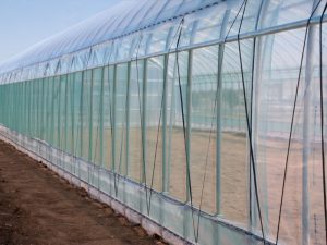 特許出願中！「虫イヤ効果のあるハウス専用防虫ネット」の実力とは？
