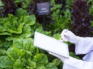 農林水産省、野菜生産の衛生管理について注意喚起
