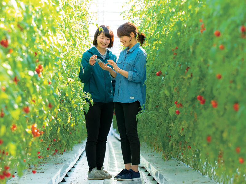 トマト農家必見】統合環境制御盤『MC-6001』とは？ ハウスの環境制御