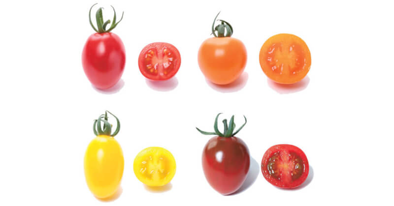 今一番売れている品種は 人気のトマト品種 Top15 美容 健康ブームで大注目 Agri Journal