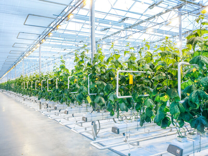 知って得する 植物工場に欠かせない 養液栽培 とは Agri Journal