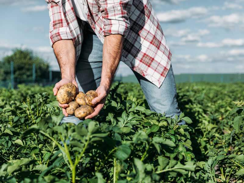 ジャガイモ農家の執念 品種改良の夢 を追い続けた名門農家の足跡 Agri Journal