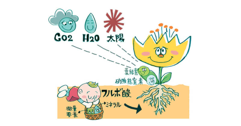 10年かかるはずの土壌改良が短期間でできる フルボ酸 含有の 地力の素 の実力は 腐植物質 フルボ酸 フミン酸 Agri Journal