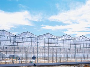 日本の農業の未来を創出！ 低コスト鉄骨ハウスで多収量栽培を実現