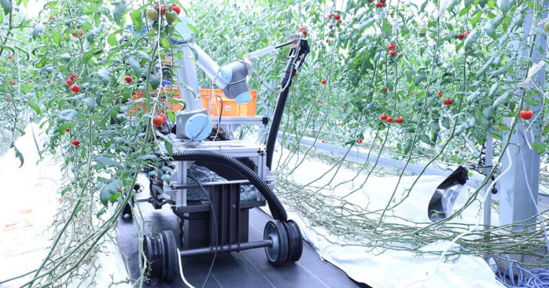 収穫の秋の労働力不足を補完 スマートロボティクス ミニトマト自動収穫ロボット の実用化を目指す コストダウン 自動走行 Agri Journal