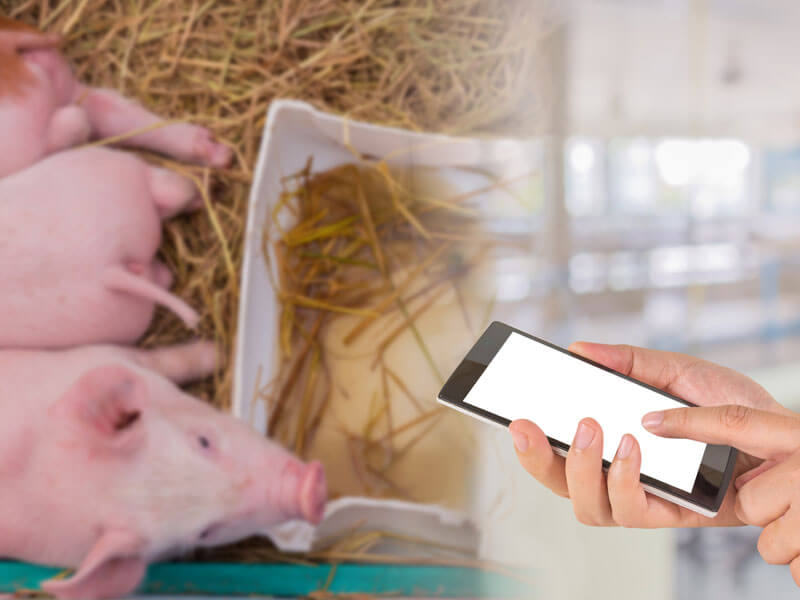 忍び寄るタンパク質危機！ 農学×テクノロジーで“養豚自動化”実証へ関連記事アクセスランキング