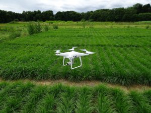 ドローン×AIで牧草選抜を効率的に！ 新たに開発された「スマート育種評価法」とは