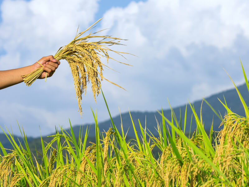 実証研究〉スマート農業導入で経済効果は変わるのか？ 大規模稲作経営体での研究報告レポート | AGRI JOURNAL