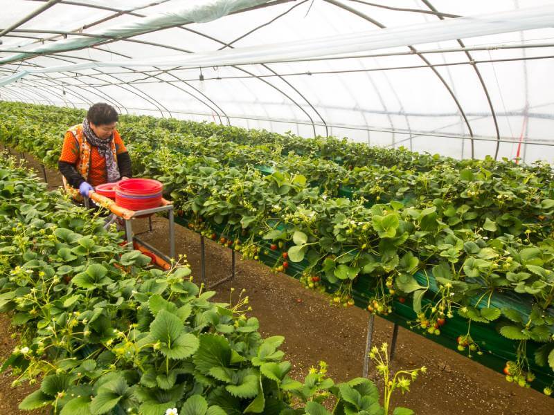 イチゴ栽培専門家に聞いた 自分にぴったりな 高設ベンチ の選び方は 段数や列数 栽培槽などタイプ別に分析 Agri Journal