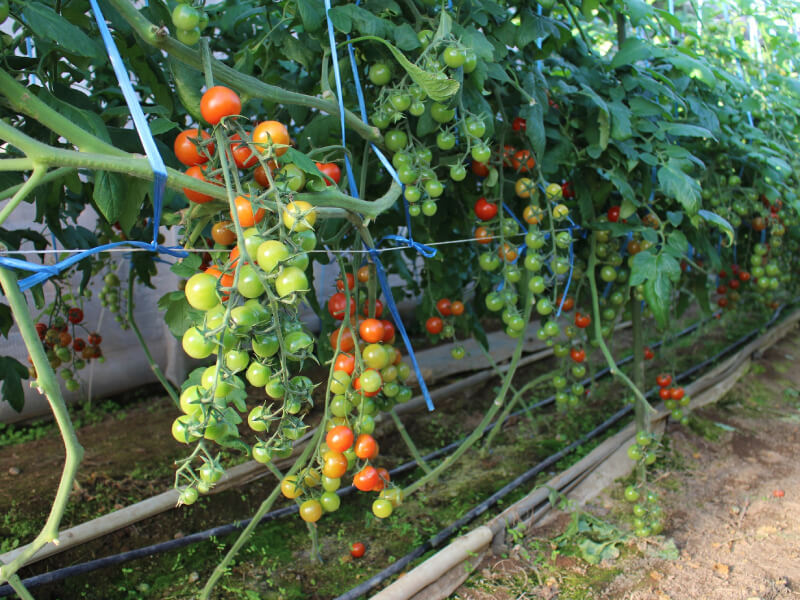 リトルジェムダブル 1000粒 トマト とまと 蕃茄 ガーデニング・農業