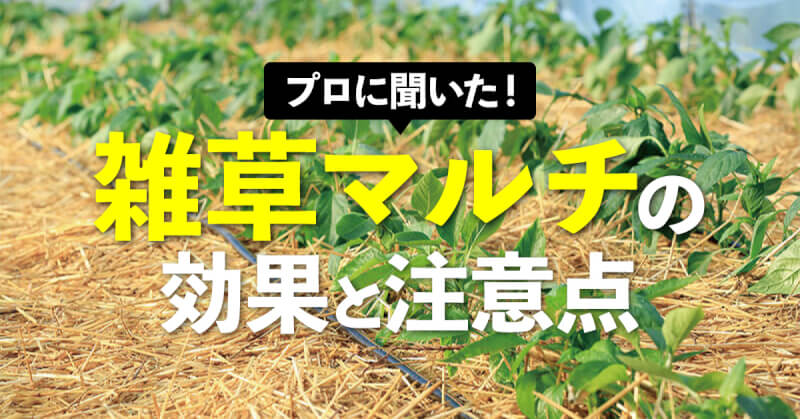 草マルチ 有機物マルチ とは メリットと注意点をプロが解説 Agri Journal