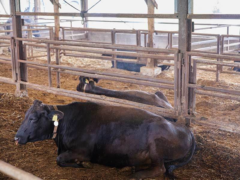 オーレックの畜産消臭システムが、牛舎の消臭・ストレス改善に効果