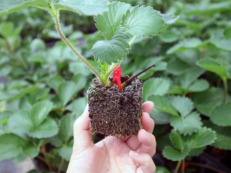 いちご苗 専用 - 植物/観葉植物