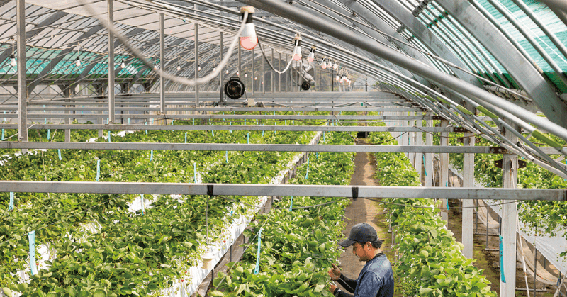 赤色LED電球で夏イチゴの病害虫対策！ アザミウマ被害を抑えて収量