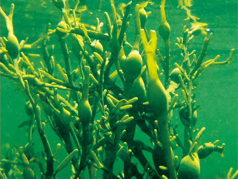 高温・乾燥ストレスの予防に！「海藻」の恵みを植物へ届けるバイオスティミュラントとは？