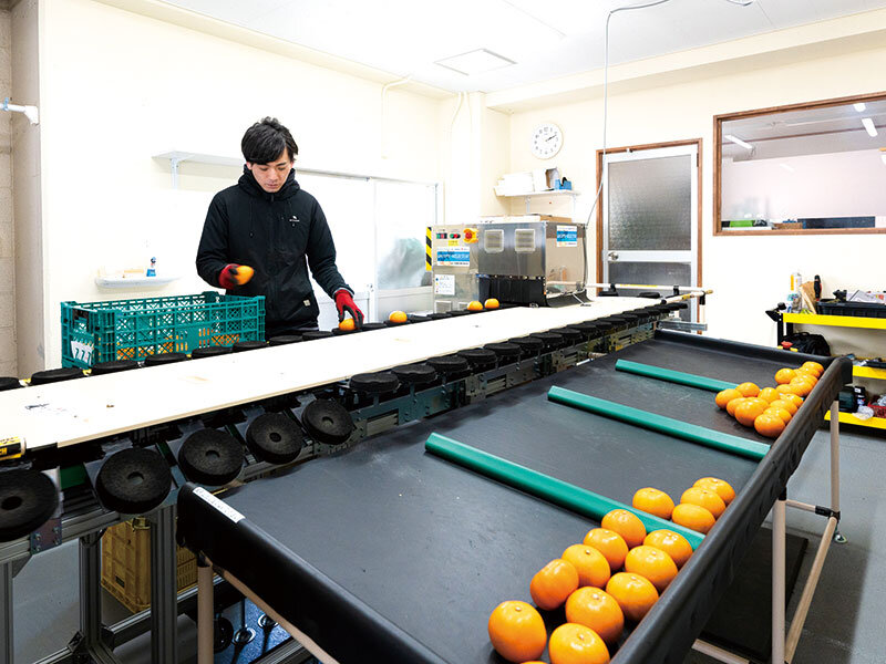 絶品の柑橘、高評価の要は「光センサー」。ふるさと納税サイトで売上アップへ
