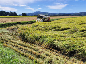 米不足の秋に・・・ 大雨で倒れた稲からのメッセージ