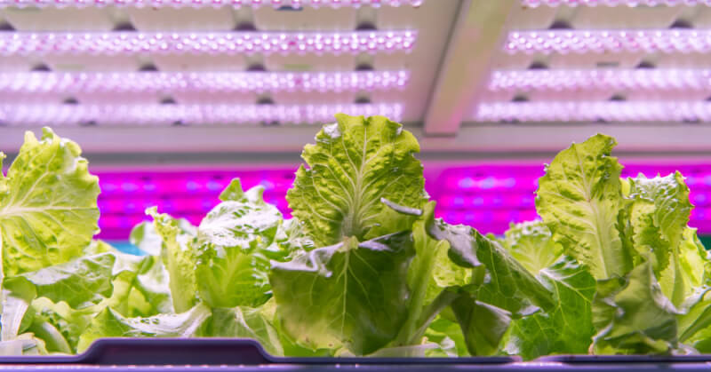 養液栽培のすべて = All about Hydroponics : 植物工場… 養液
