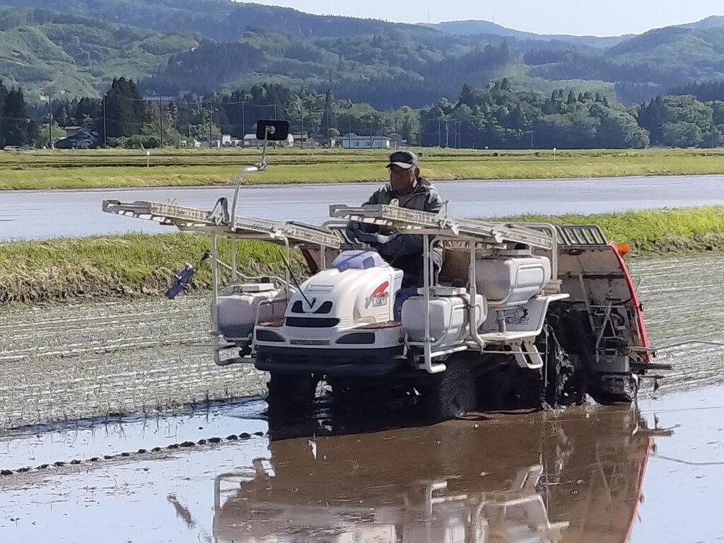 田植え