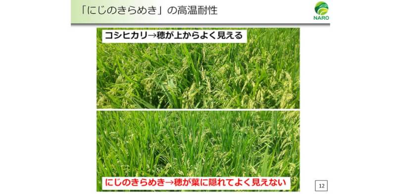 農研機構の注目品種：コメ編】温暖化に対抗！「にじのきらめき」「恋の