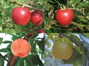 【農研機構の注目品種 果樹編】着果不良や発芽不良を防ぐ！「紅みのり」「さくひめ」等、高温耐性品種普及へ