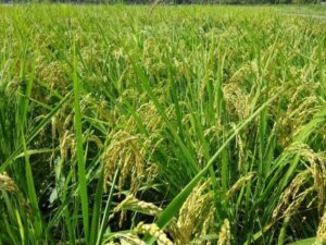業界初！金属加工のショット廃材「鉄粉」を有効活用した鉄コーティング湛水直播で稲作実証を実施