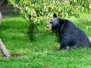 【調査】クマなどの鳥獣被害が拡大し9割の生産者に影響。自治体支援は約半数にとどまる