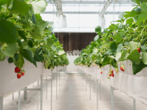 【異業種からの農業参入のススメ②】失敗しない7つのポイント