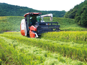 【専門家に聞く】水稲の「再生二期作」の現状と成功のコツ