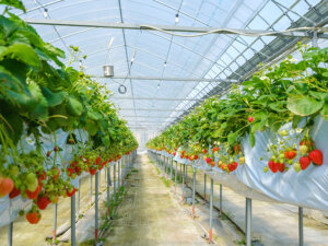 施設園芸で失敗しない7つのポイント。ハウス栽培を成功させるために