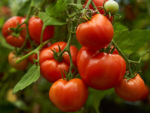 【農研機構】NARO生育・収量予測ツールにトマト糖度制御機能を追加