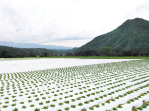 農作業おすすめアイテム4選。猛暑対策・剪定・除草もコメリで解決！