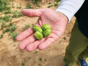 ビールを未来につなぐサステナブル農業。乾燥に強いホップ開発とゲノムテクノロジーの挑戦