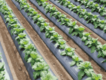 【2026年最新版】生分解性マルチのおすすめ製品7選！各社の製品の特徴を紹介