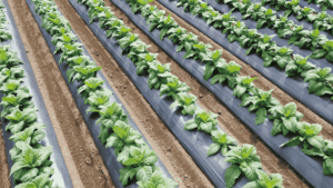 【2026年最新版】生分解性マルチのおすすめ製品7選！各社の製品の特徴を紹介