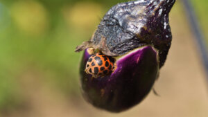 【ナス編】症状別で見る！生理障害・病虫害の原因と予防の基礎知識