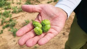 ビールを未来につなぐサステナブル農業。乾燥に強いホップ開発とゲノムテクノロジーの挑戦