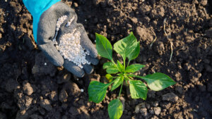 今さら聞けない「菌体りん酸肥料ってなに？」 国内の未利用資源を肥料として利用する原動力