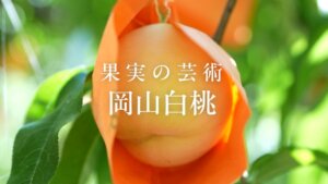 ブランド果実『岡山白桃』の特徴・栽培方法・海外輸出の最前線を紹介！「晴れの国・岡山」が生む宝石のような白桃の魅力　