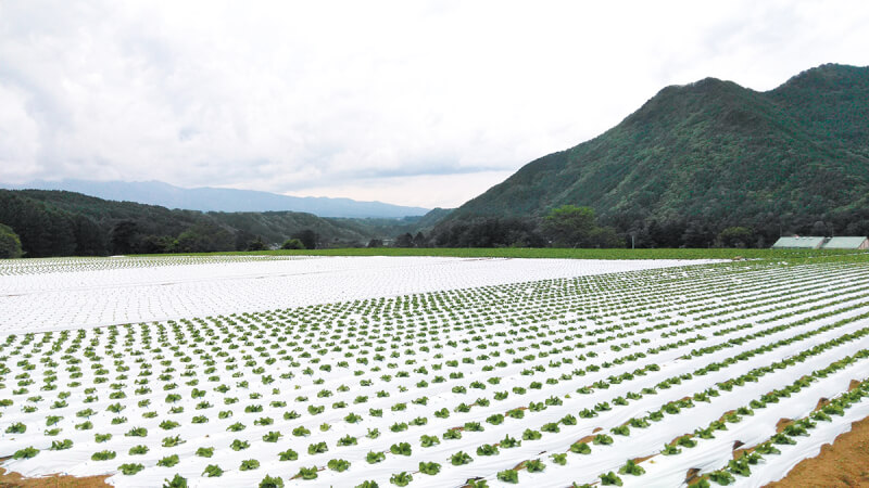 コメリおすすめアイテム4選！ 猛暑対策から除草・草刈りまで夏の農作業を快適化