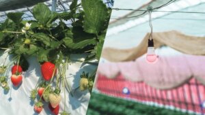 赤色LEDと青色LEDの併用で捕虫数が約10倍に！ イチゴを守る、農薬に頼らないアザミウマ対策