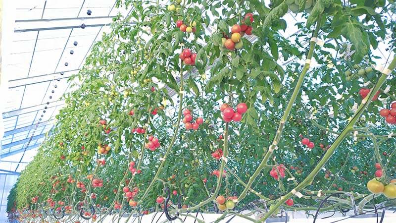 糖度で値段を変える ミニトマト最高金賞・澤藤園が選んだ、味を売り切る設計とは